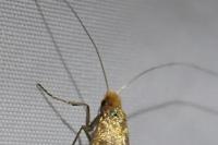 Nematopogon adansoniella