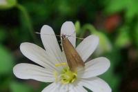 Coleophora lutarea