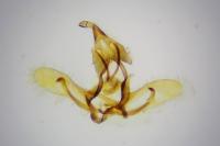 Cnephasia cupressivorana