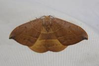 Watsonalla uncinula