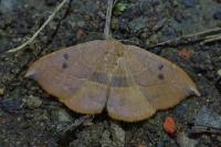 Watsonalla uncinula