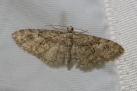 Eupithecia abbreviata