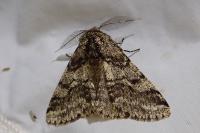 Lycia hirtaria