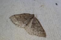 Aleucis distinctata