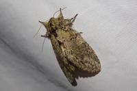 Peridea anceps