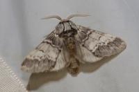 Drymonia ruficornis