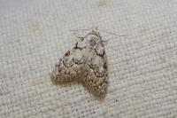 Nola confusalis