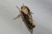 Egira conspicillaris