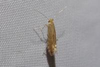Phyllonorycter quercifoliella