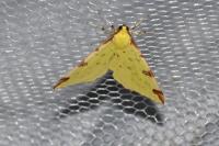 Opisthograptis luteolata