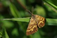 Ematurga atomaria