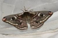 Saturnia pavonia