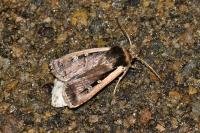 Ochropleura leucogaster