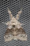 Calliteara pudibunda
