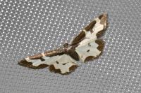 Lomaspilis marginata