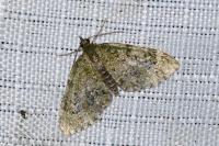 Acasis viretata