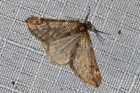 Alsophila aescularia