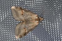 Chesias rufata