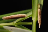 Coleophora solitariella