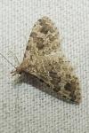 Alucita hexadactyla