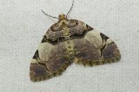 Anticlea derivata