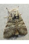 Drymonia ruficornis