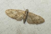 Eupithecia abbreviata