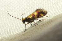 Micropterix tunbergella