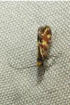 Micropterix tunbergella