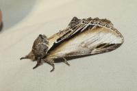 Pheosia tremula