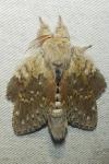 Stauropus fagi