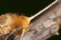 Nematopogon adansoniella