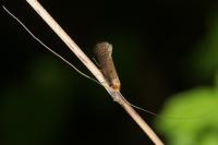 Nematopogon adansoniella