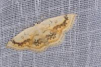 Cyclophora annularia