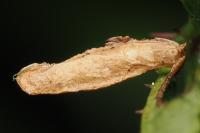 Coleophora gryphipennella