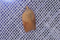 Acleris
