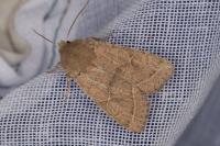 Orthosia cerasi