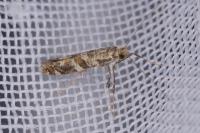 Gracillaria syringella