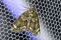 Chloroclysta siterata
