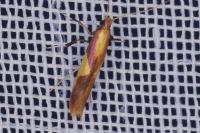 Caloptilia alchimiella/robustella