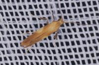 Caloptilia