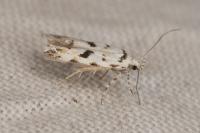 Stenolechiodes pseudogemmellus