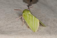 Pseudoips prasinanus