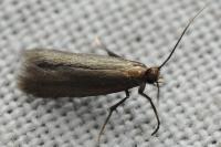 Monochroa tenebrella