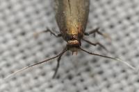 Monochroa tenebrella