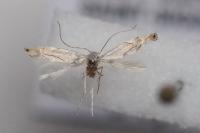 Phyllonorycter harrisella