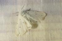 Spilosoma lubricipeda