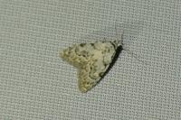 Nola confusalis