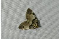 Anticlea derivata