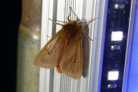 Phragmatobia fuliginosa